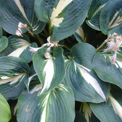 Hosta 'Half and Half'